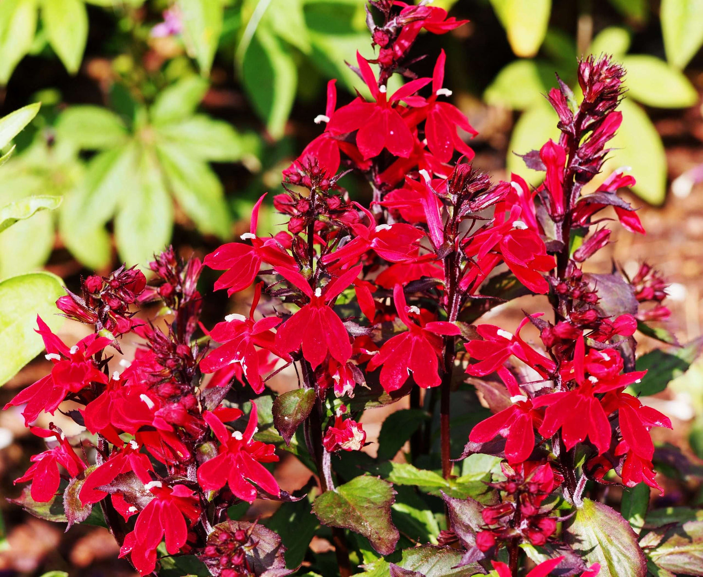 Lobelia Queen Victoria (Red leaved lobelia) - Marginal Pond Plants - MP068