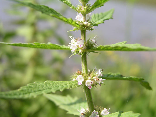 Lycopus europaeus (Gypsy wort) - Marginal Pond Plants - MP071