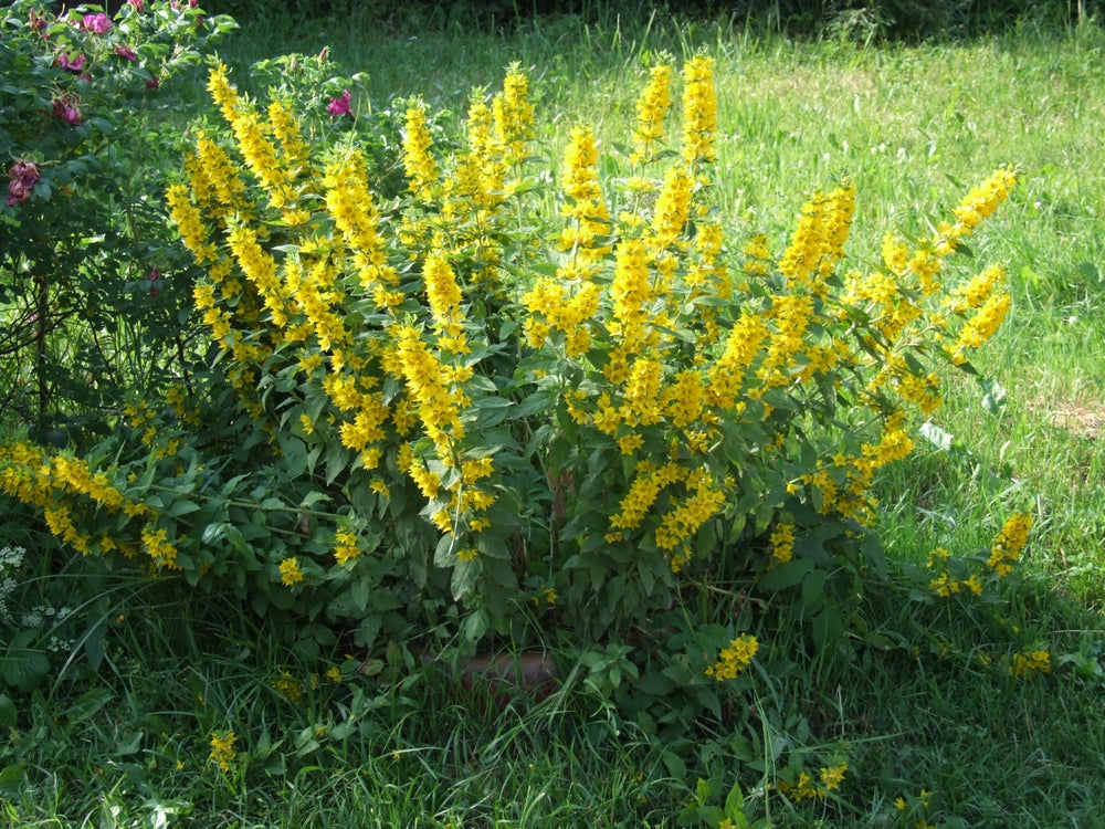 Lysimachia Vulgaris - Marginal Pond Plants - MP075A