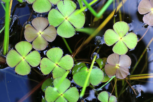 Marsilea quadrifolia (Water shamrock or Upright water clover) - Marginal Oxygenating Pond Plants - OX014