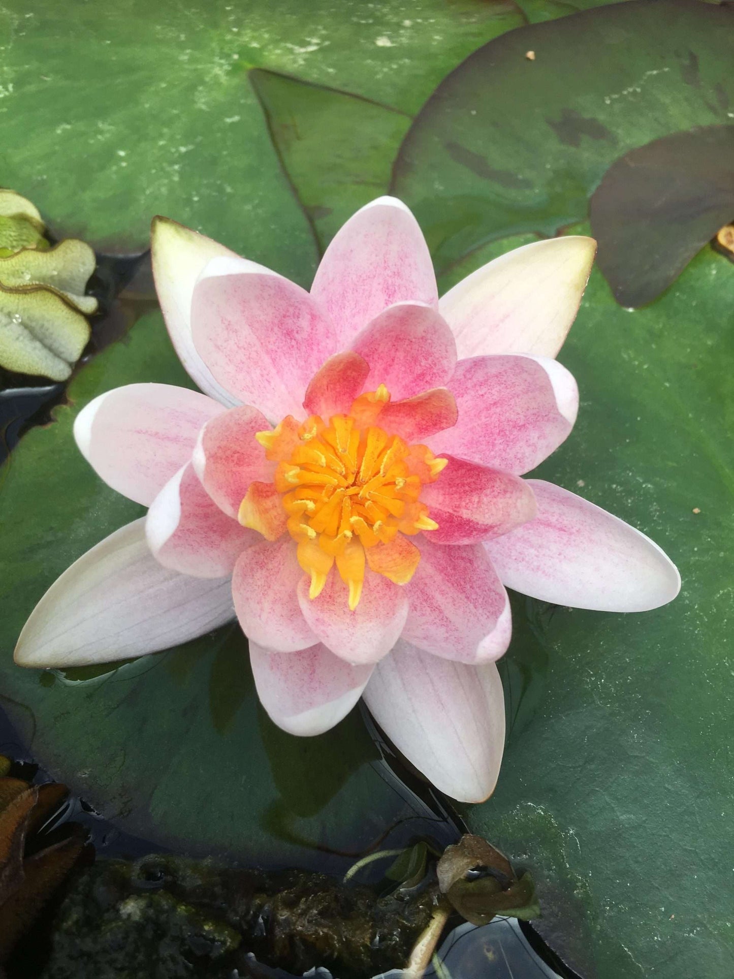 Mary Patricia Water Lily - Pond Plants - DW07
