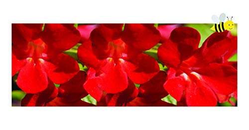 Mimulus cupreus 'Red Emperor' - Marginal Pond Plants - MP080