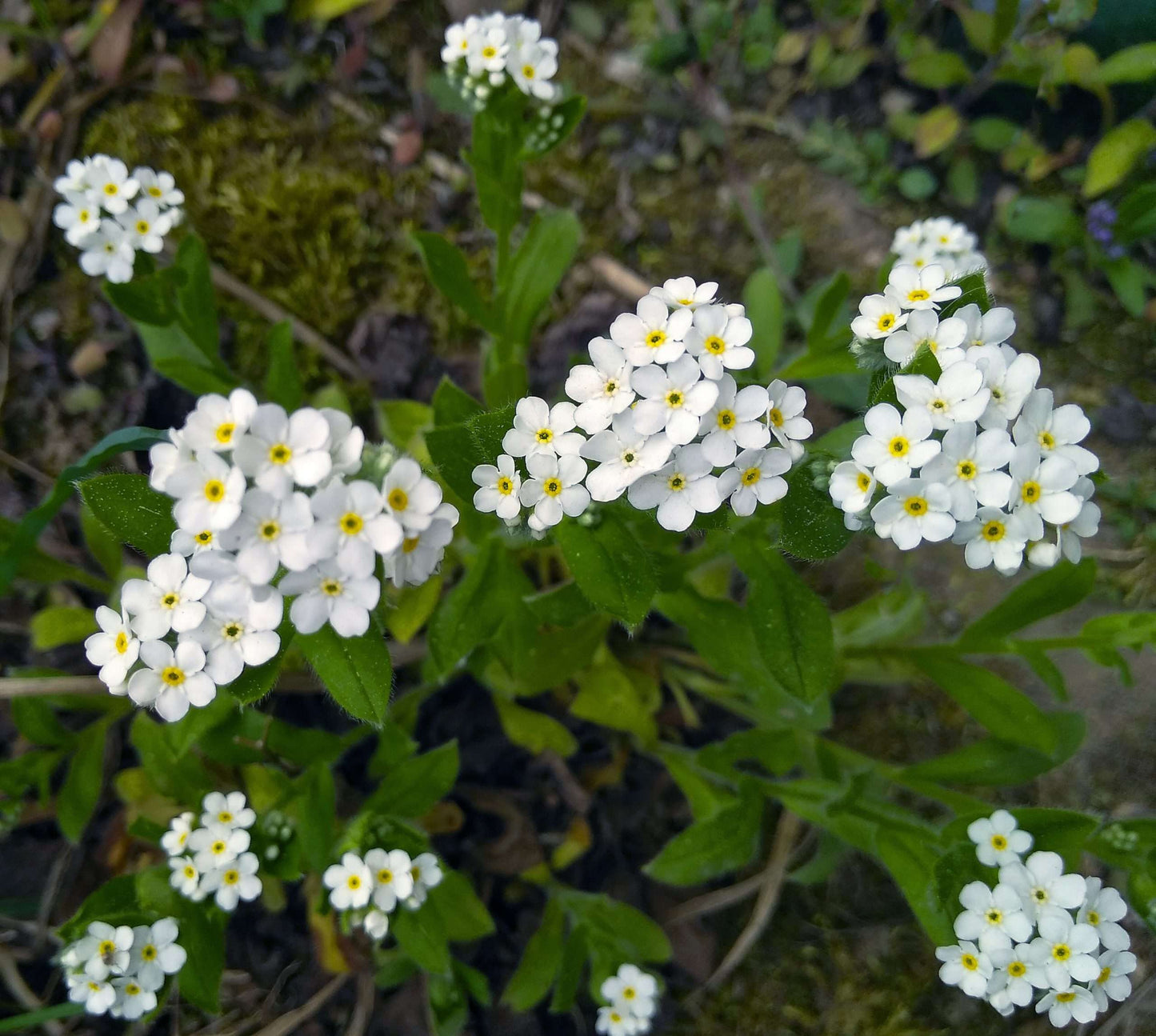 Myosotis scorpioides white (Water forget-me-not or Myosotis Palustris) - Marginal Pond Plants - BP087