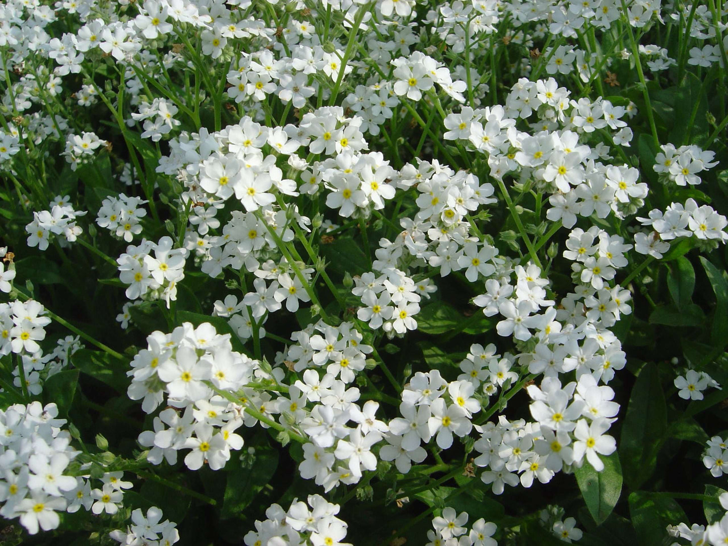 Myosotis scorpioides white (Water forget-me-not or Myosotis Palustris) - Marginal Pond Plants - BP087