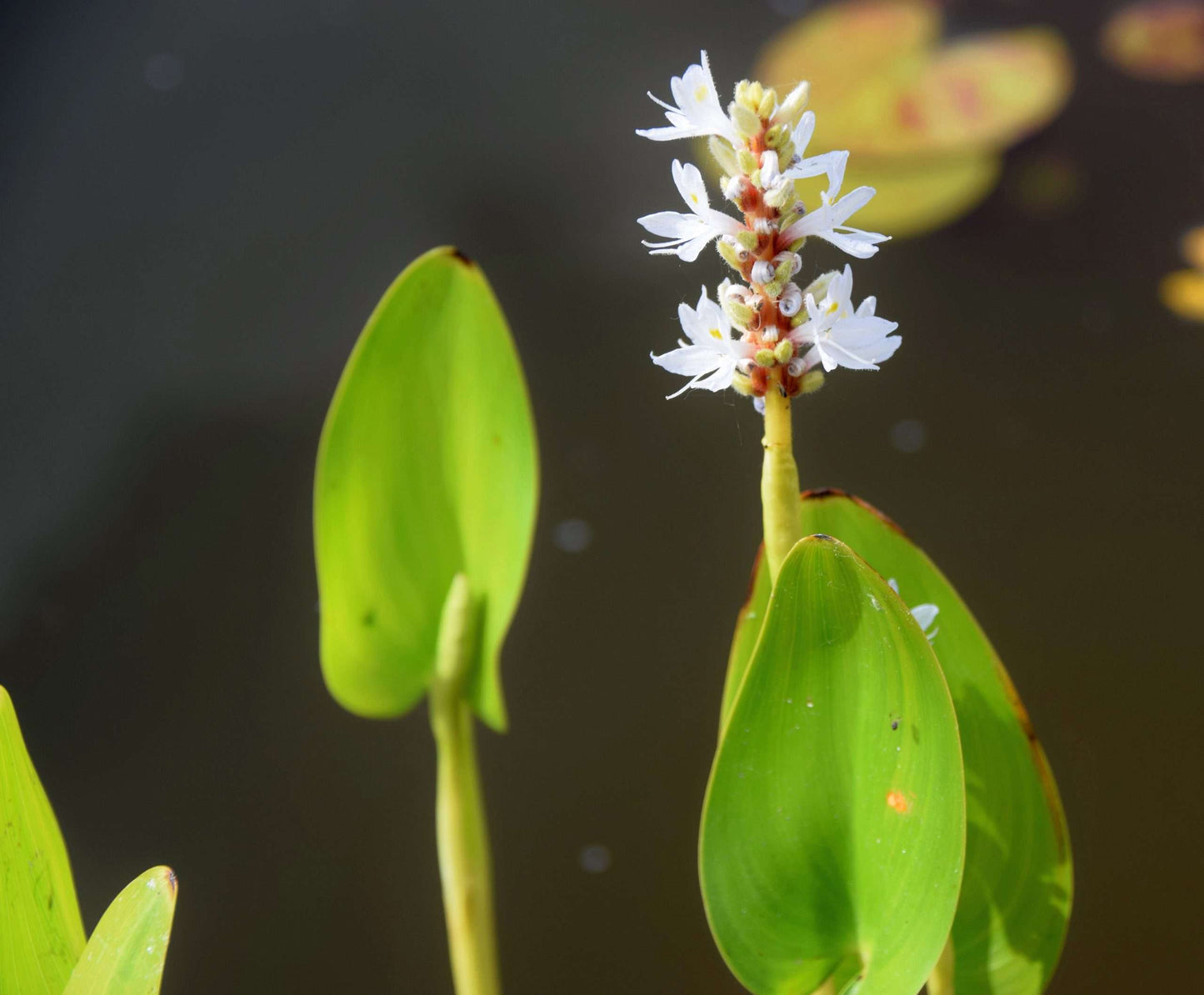 Pontederia cordata 'Alba' (White pickerel weed) - Marginal Pond Plants - MP093
