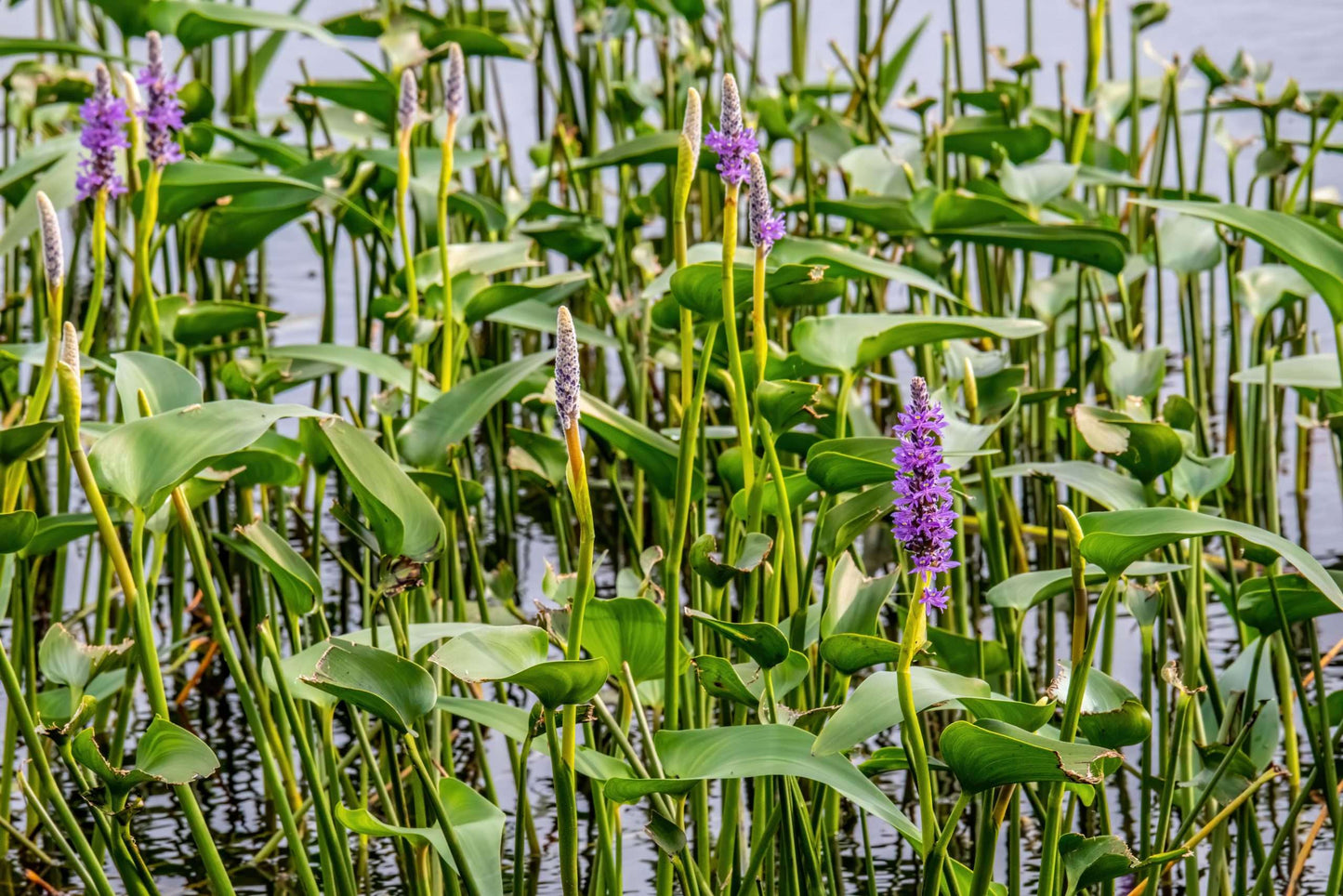 Pontederia cordata 'Pink' - Marginal Pond Plants - MP094