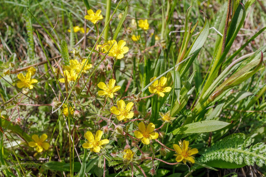 Potentilla hippiana (Colorado silvery cinquefoil) - Marginal Pond Plants - MP096A