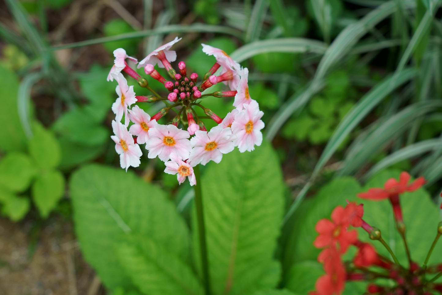Primula Japonica Apple Blossom - Marginal Pond Plants - BP098B