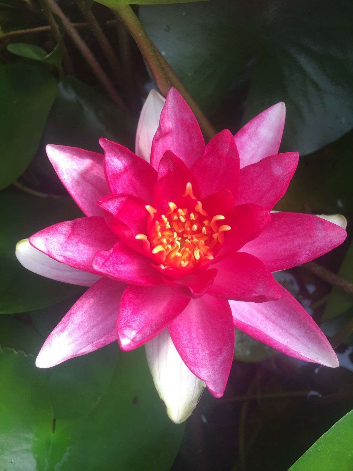 Rembrandt Water Lily - Pond Plants - MW22