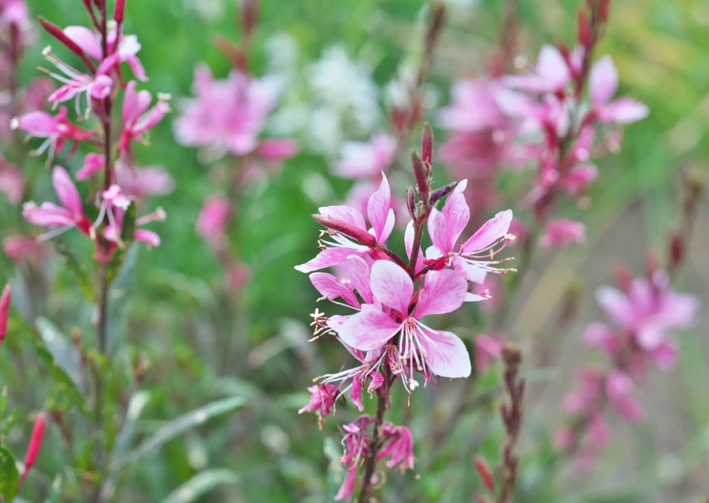 Gaura 'Pink Bouquet'