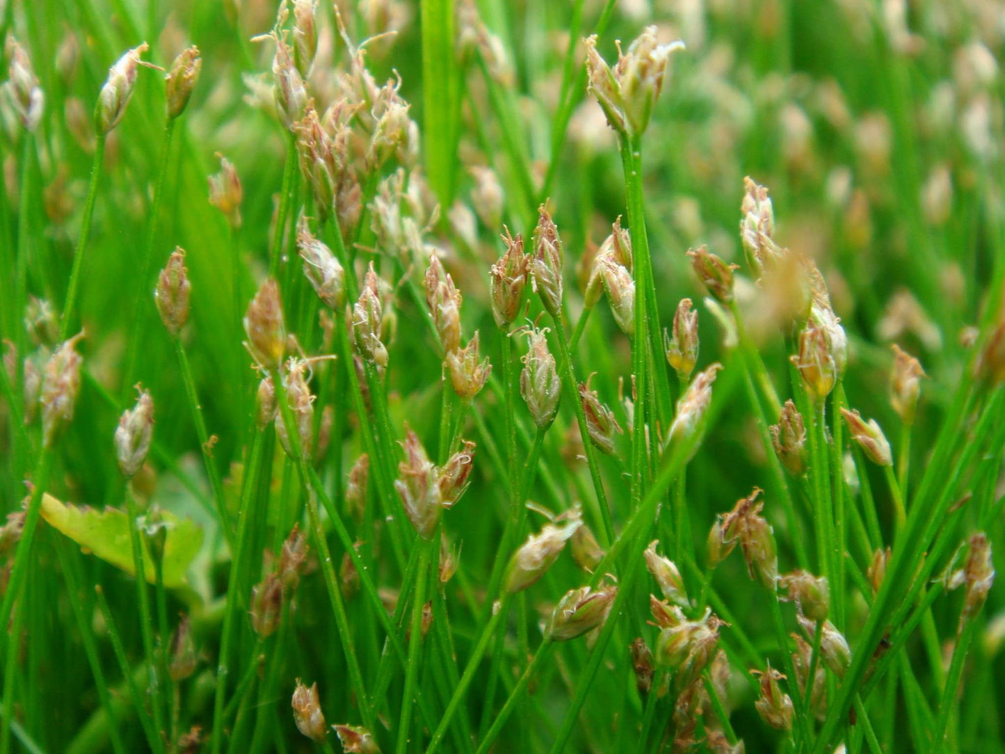 Eleocharis acicularis (Dwarf Hairgrass) - Marginal Oxygenating Pond Plants - OX005