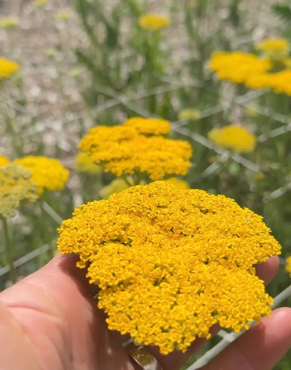Achillea Cloth of Gold
