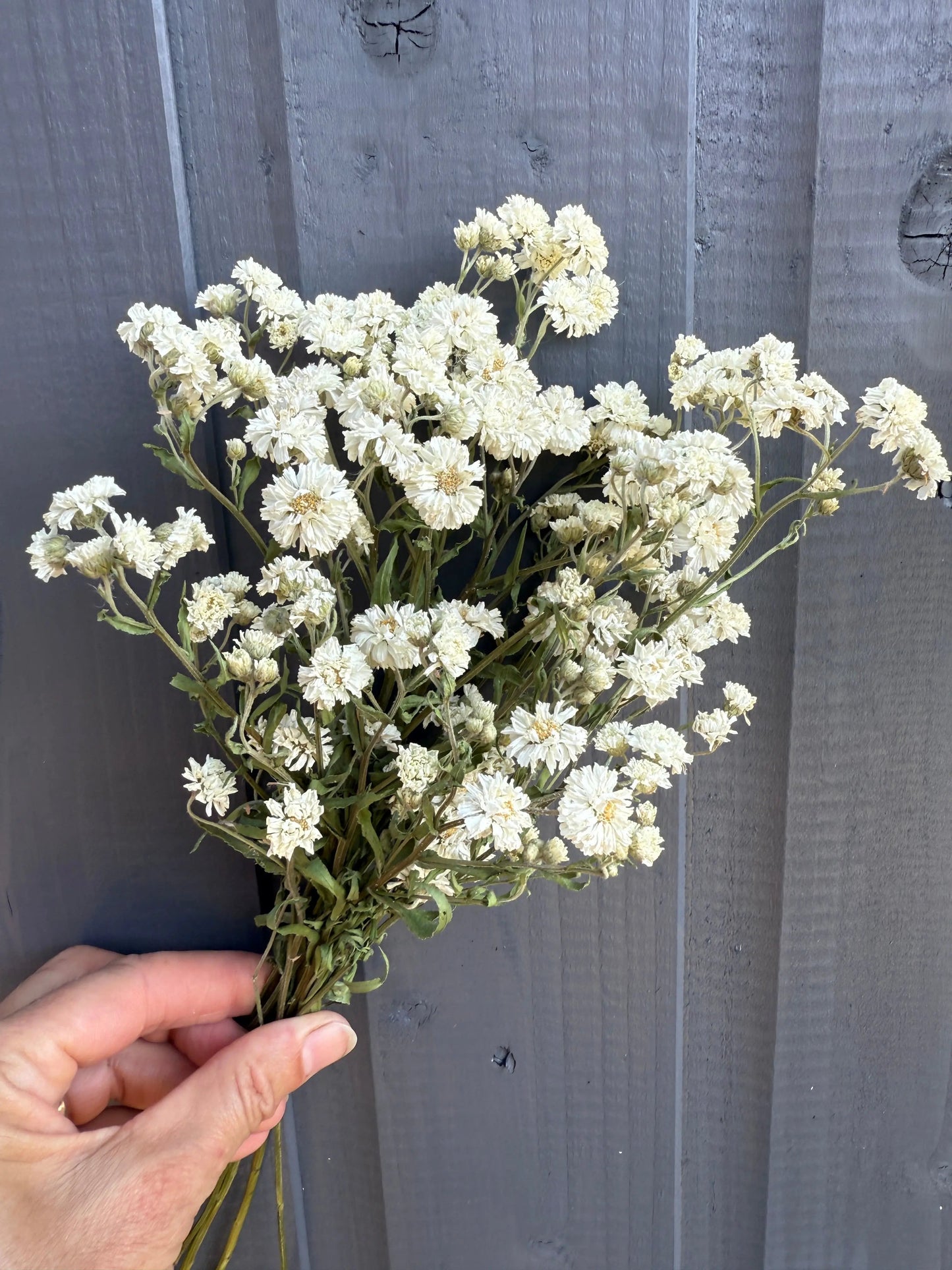 Achillea Marshmallow Dried