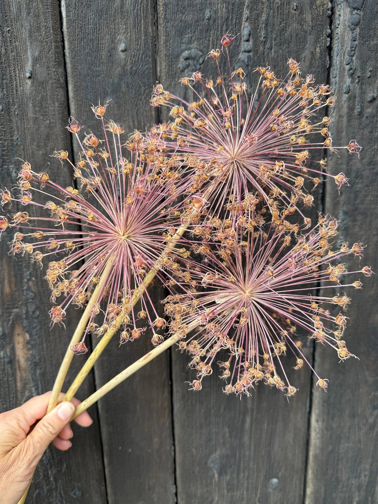 Alliums Dried