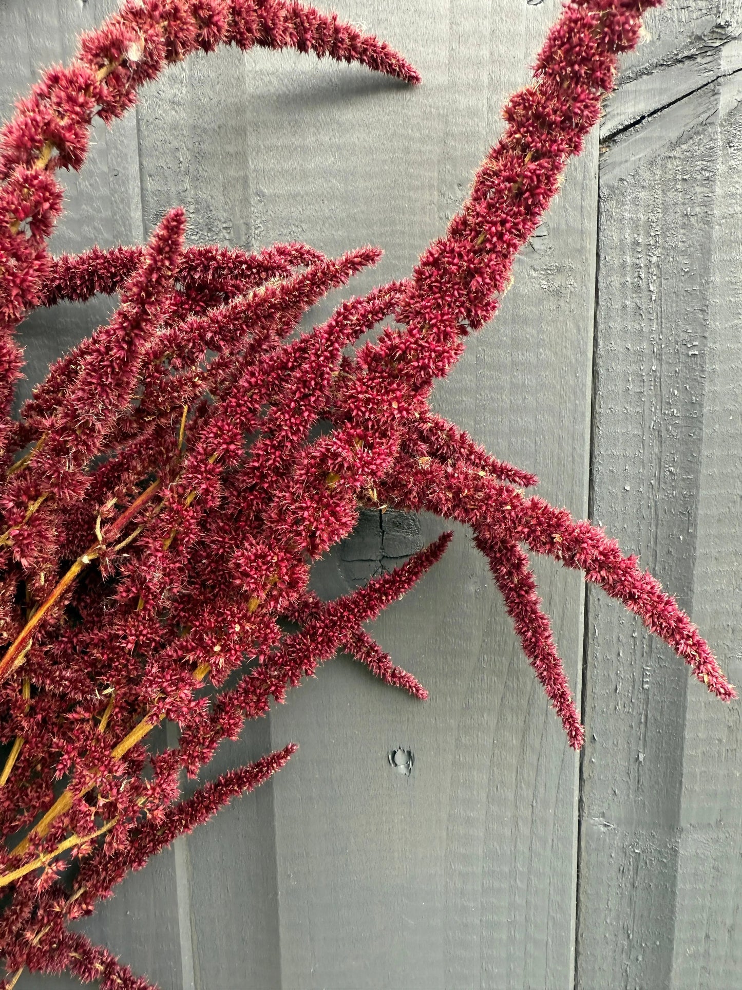Amaranthus Dried