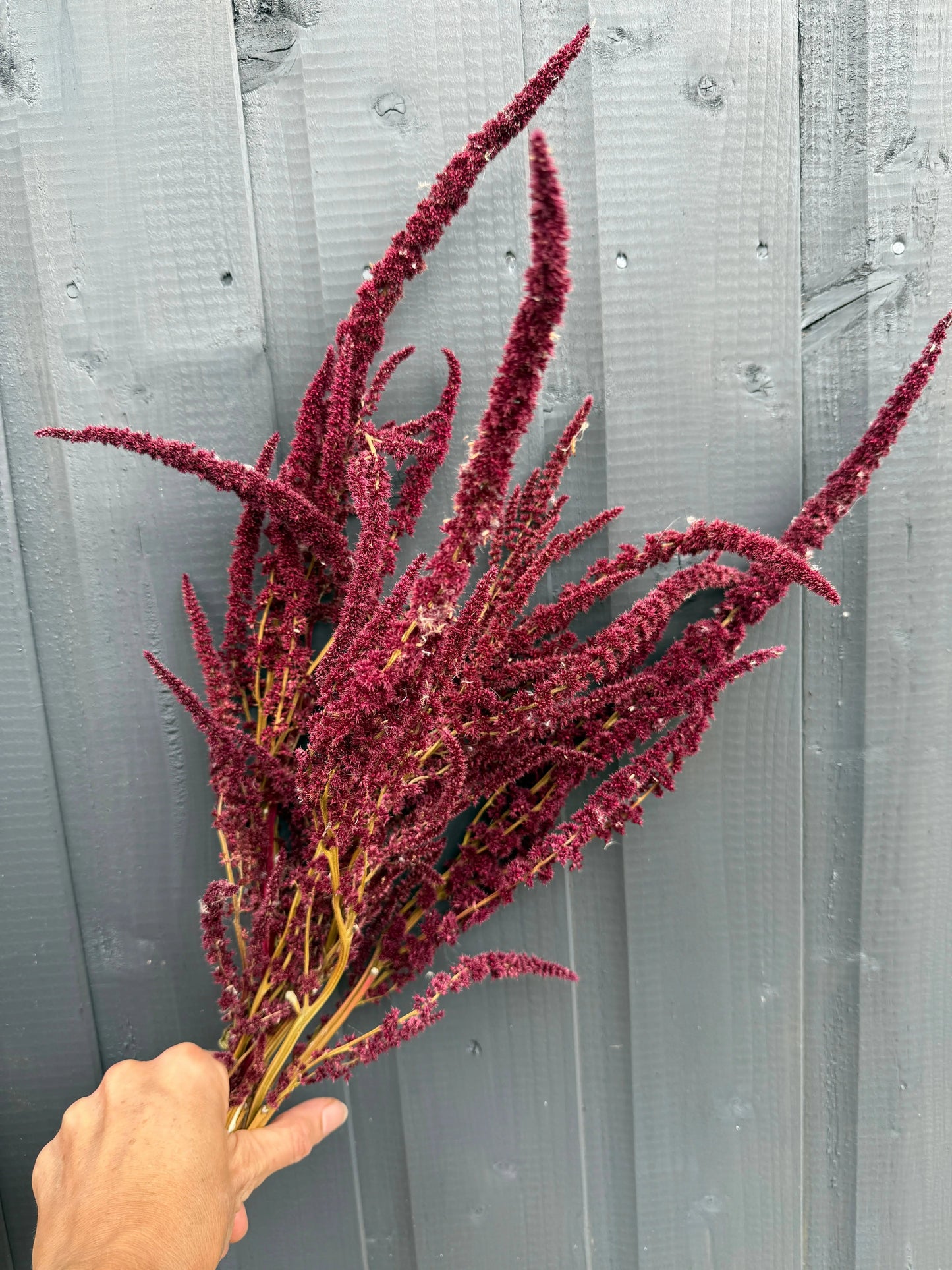 Amaranthus Dried