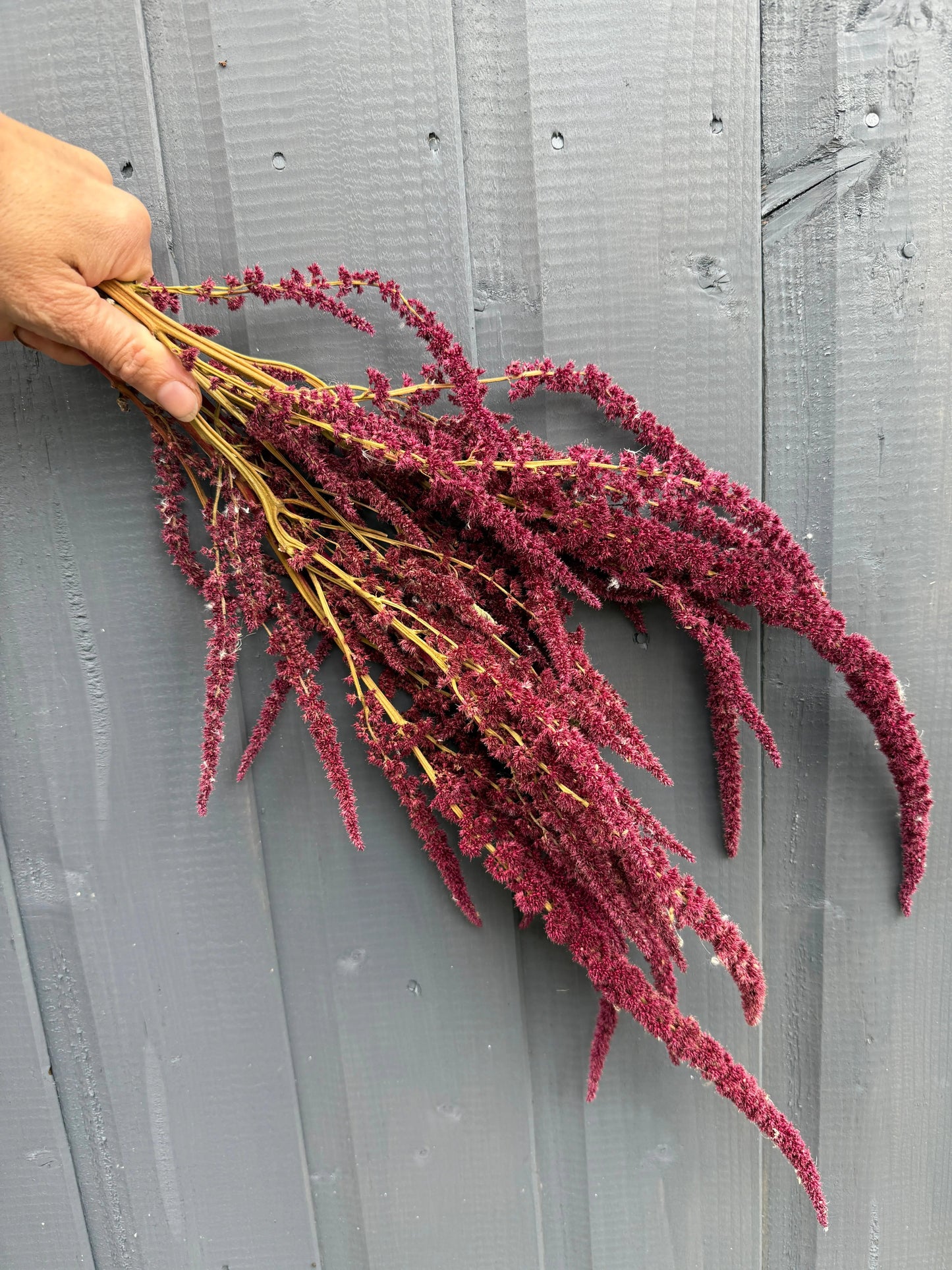 Amaranthus Dried