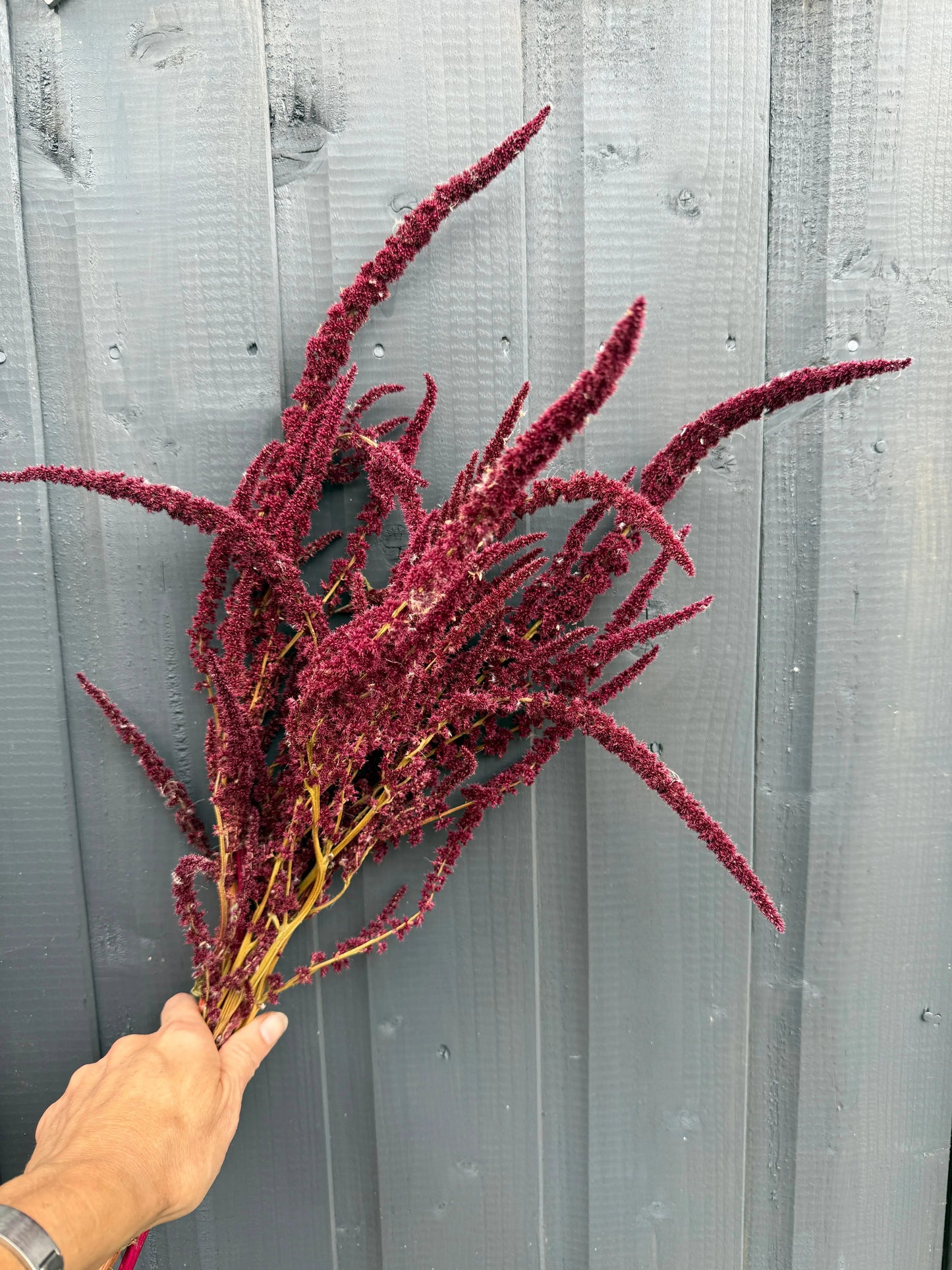 Amaranthus Dried