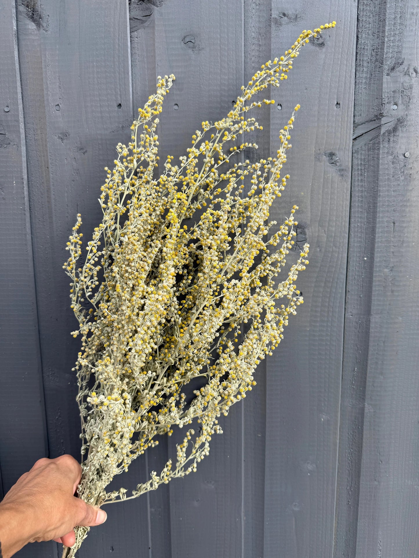 Artemisia Dried