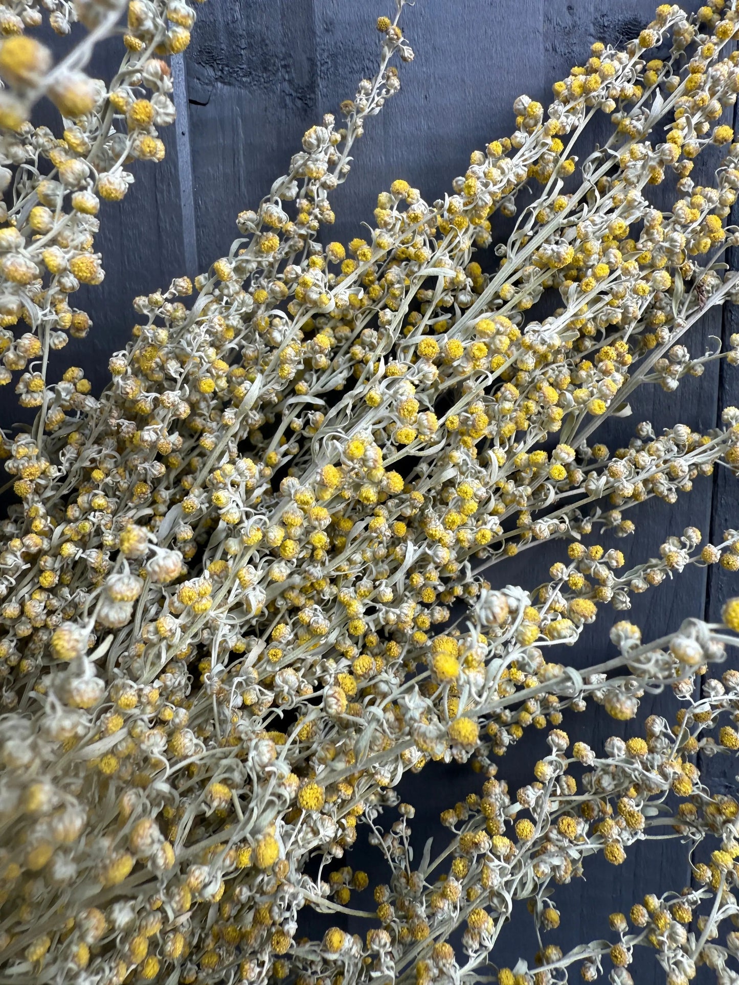 Artemisia Dried