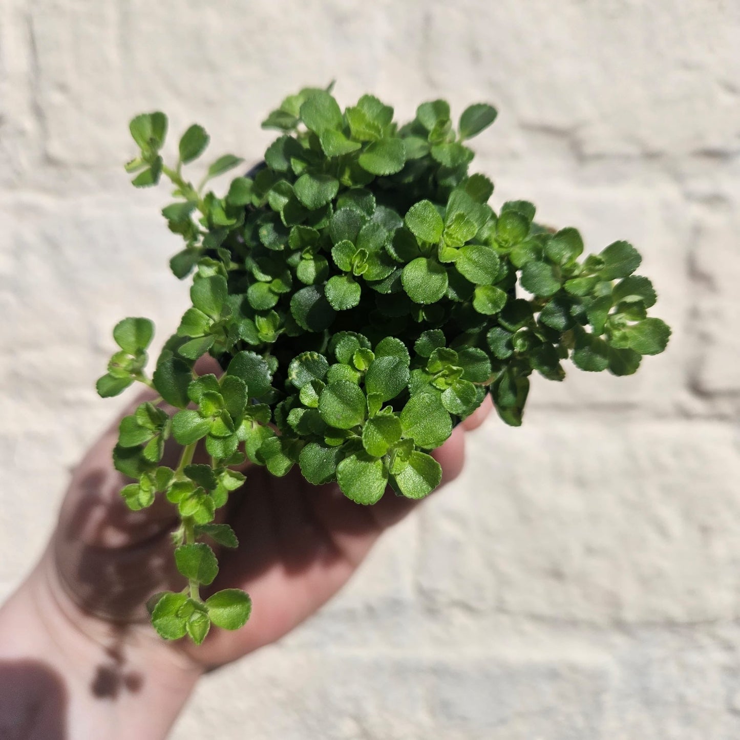 Pilea depressa (Baby Tears)