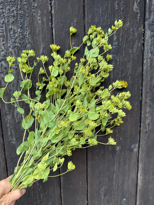 Bupleurum Griffithii Dried