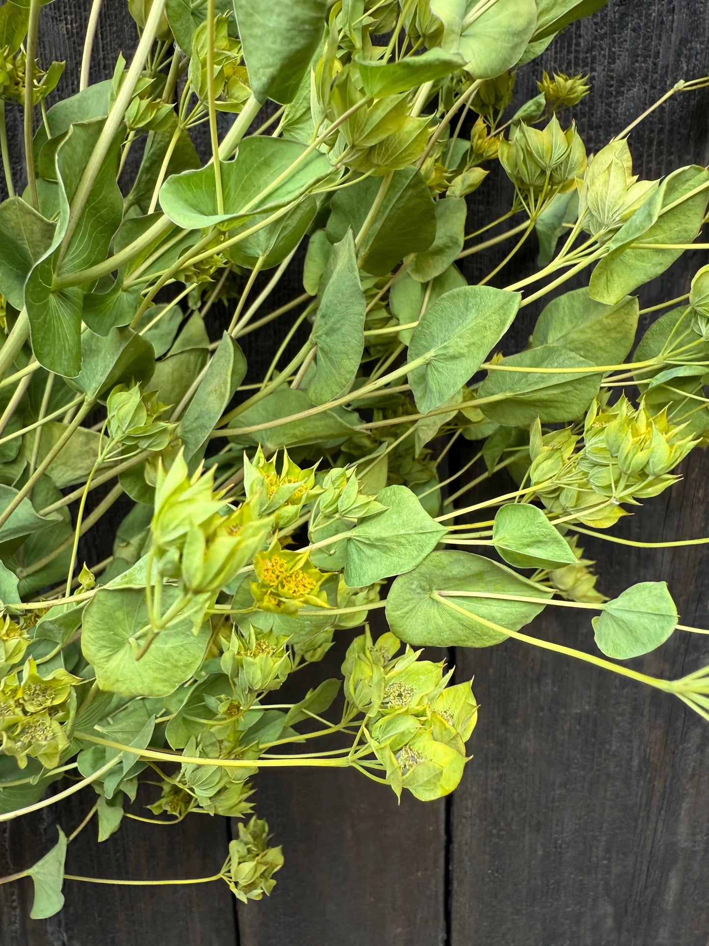 Bupleurum Griffithii Dried