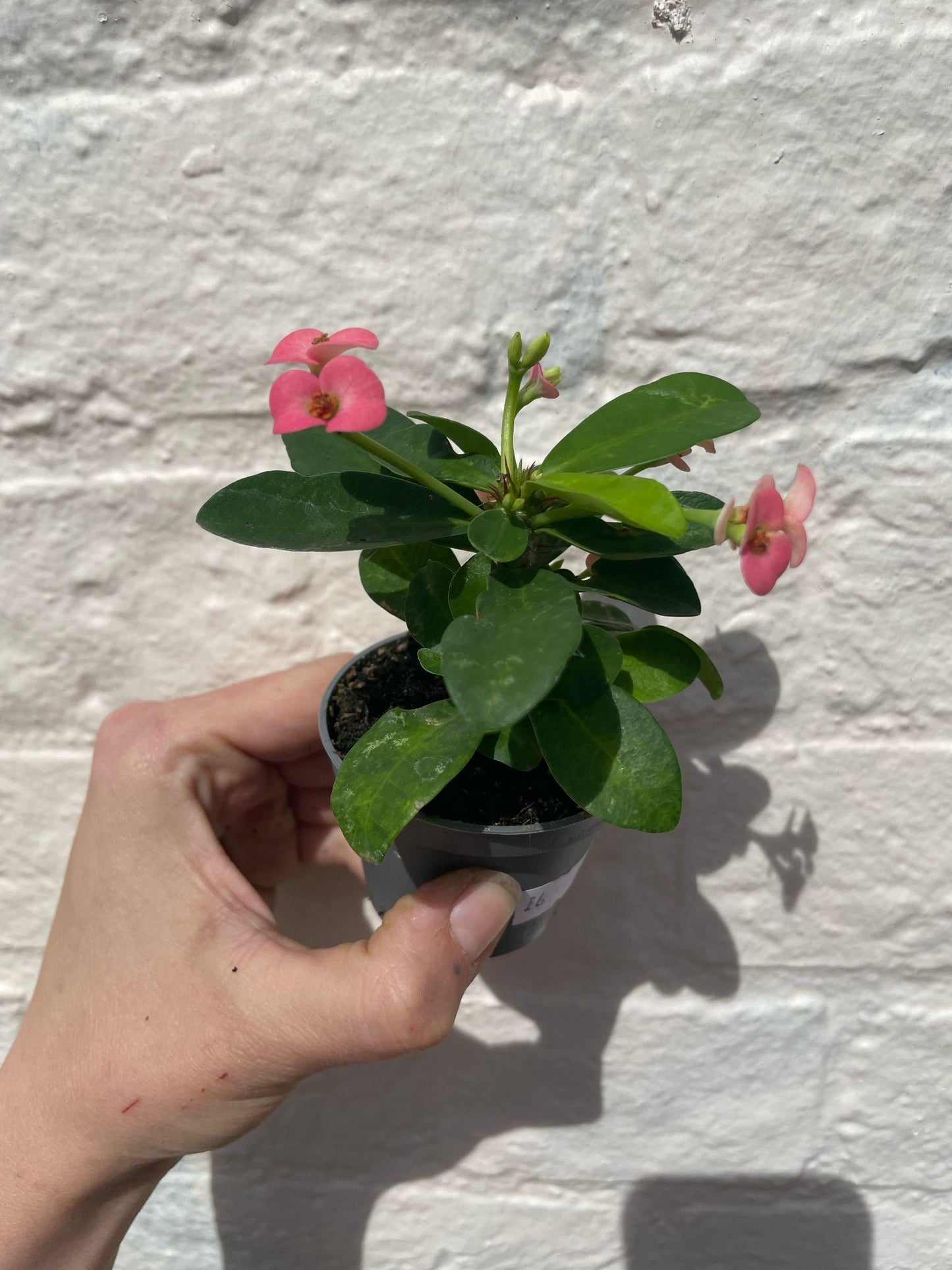 Euphorbia milii (Crown of Thorns)