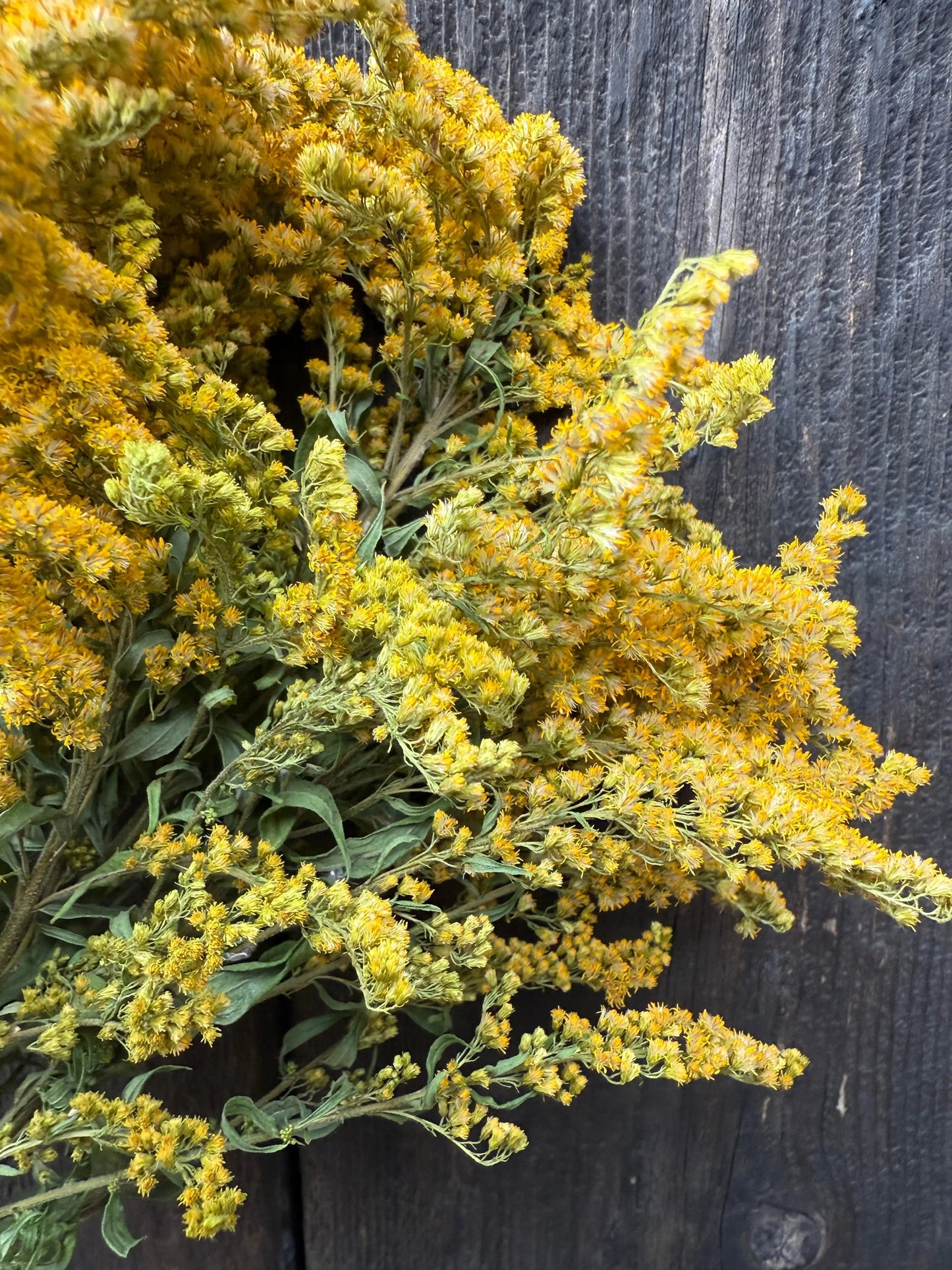 Canadensis (Goldenrod) Dried