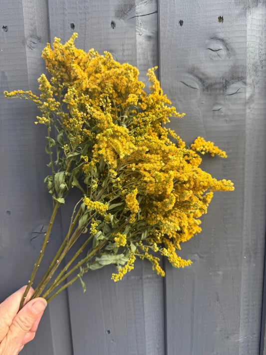 Canadensis (Goldenrod) Dried
