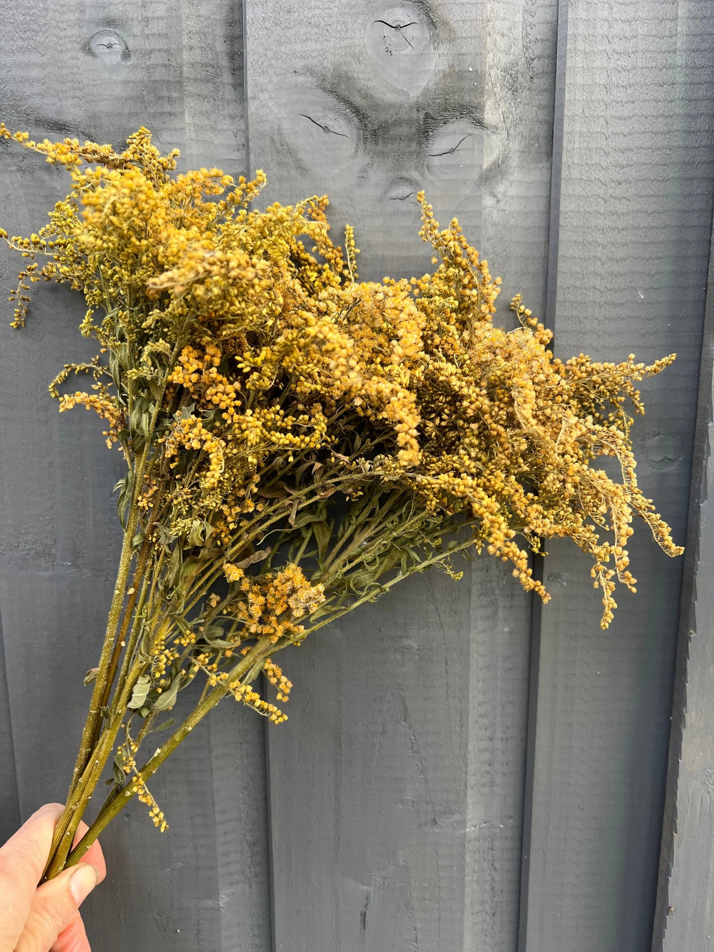 Canadensis (Goldenrod) Dried