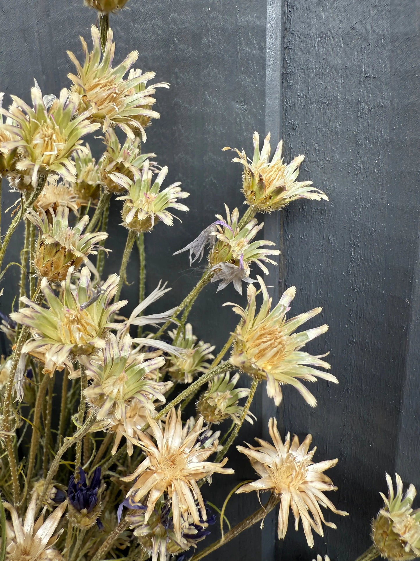 Cornflower Dried