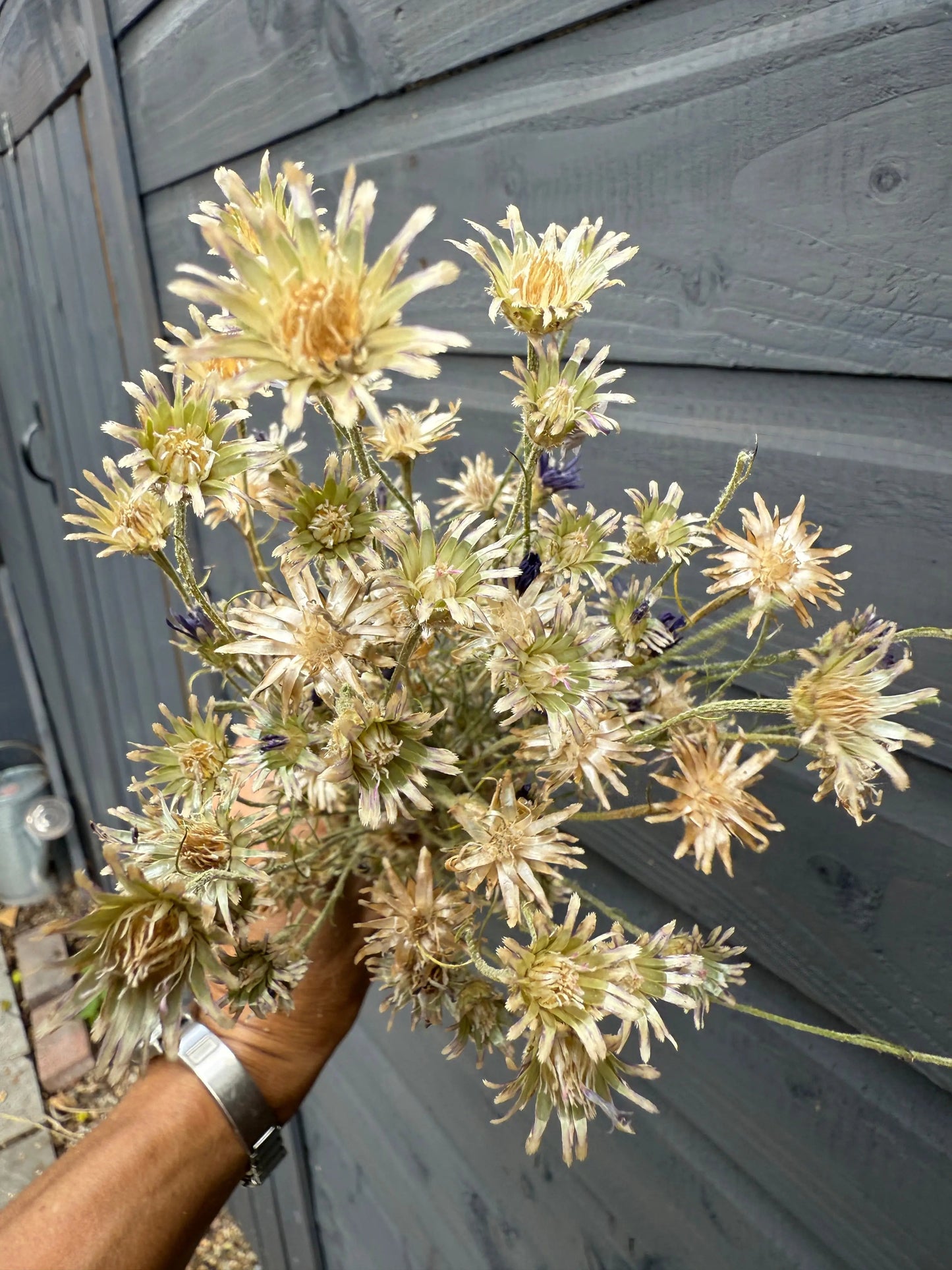Cornflower Dried