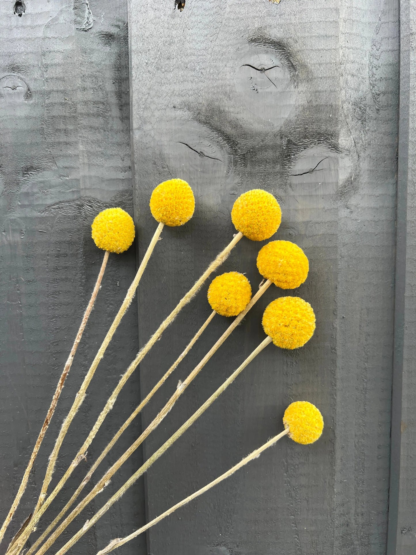 Craspedia Dried
