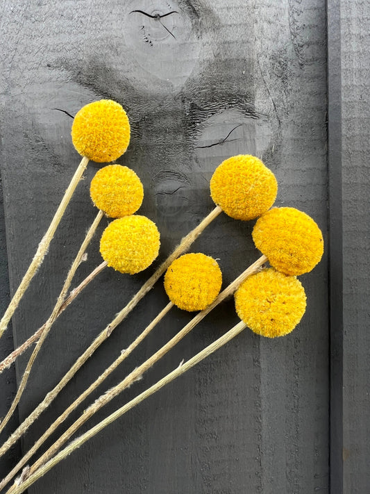 Craspedia Dried