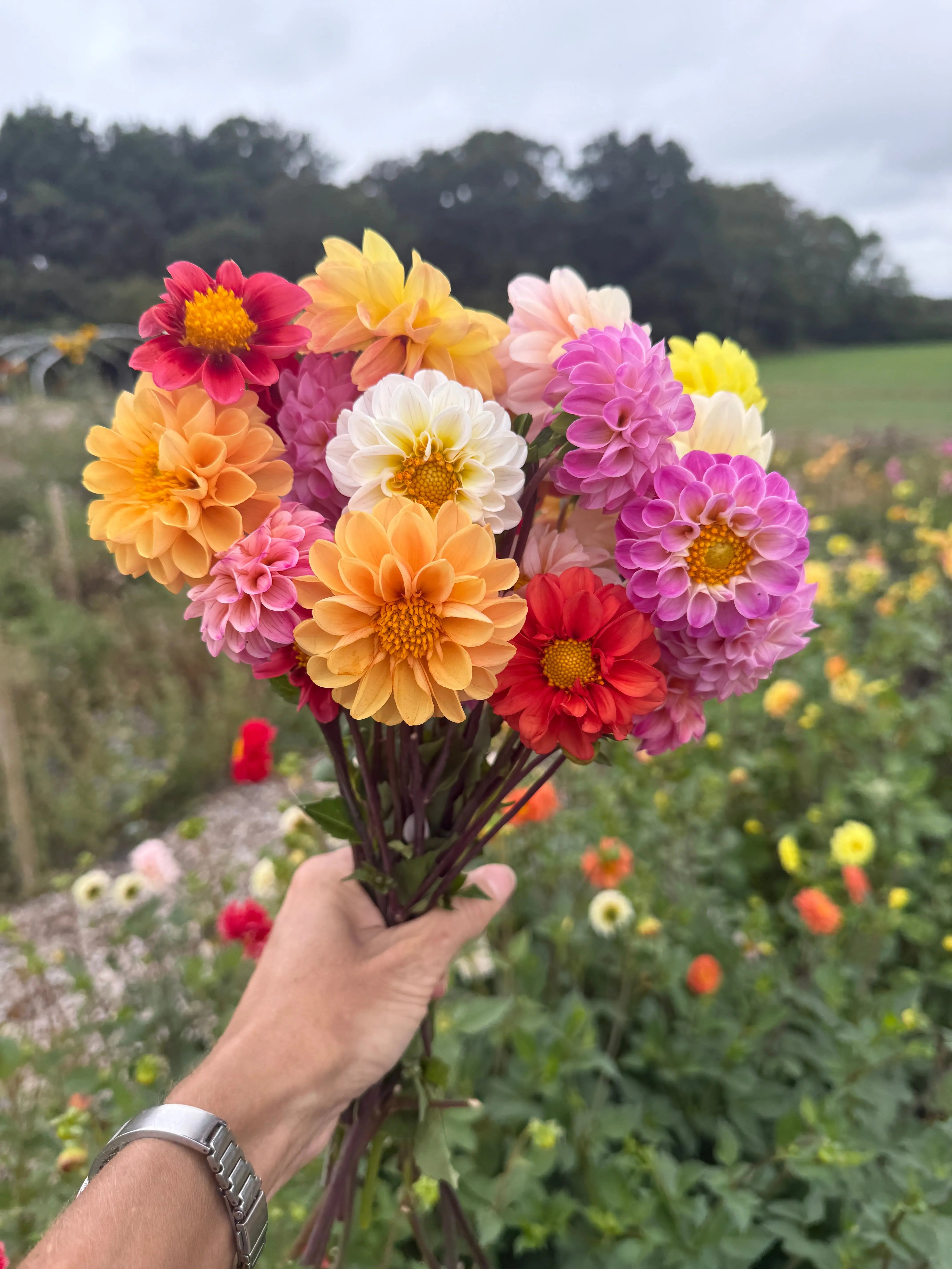 Pomponte Dahlia Pompone Double Mixed – Sturmer Garden Centre