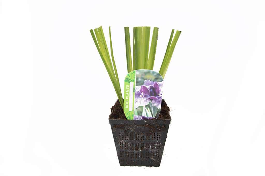 Iris ensata Activity - Marginal Pond Plants - BP051