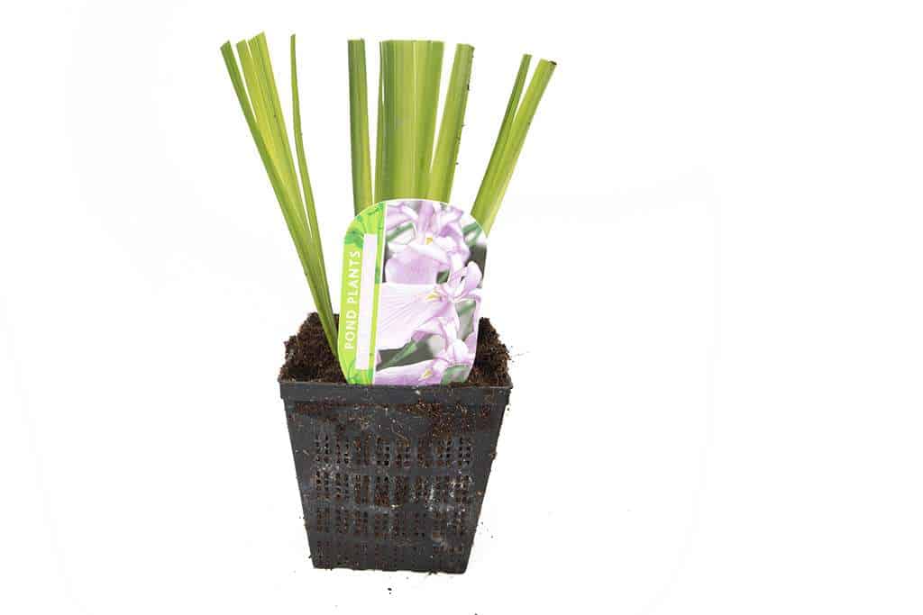 Iris ensata Darling - Marginal Pond Plants - BP053