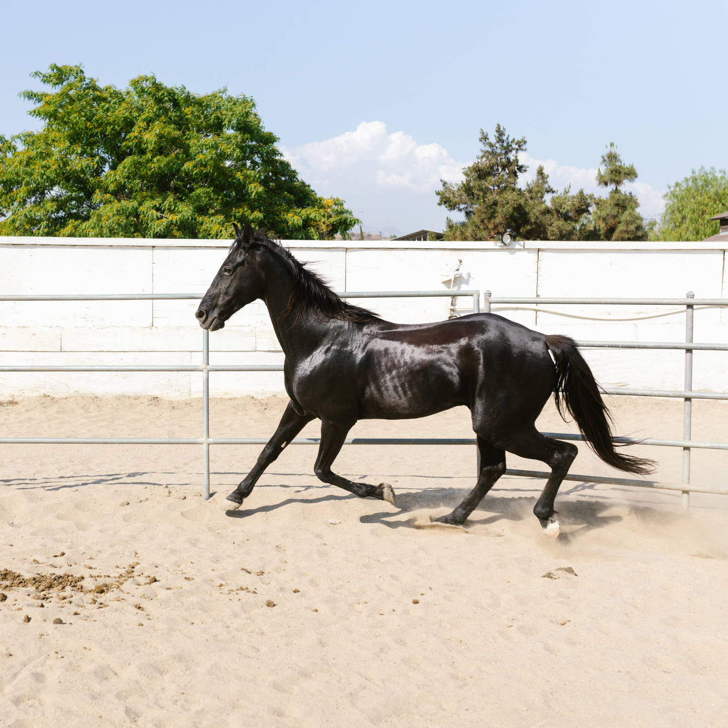 Equestrian Sand