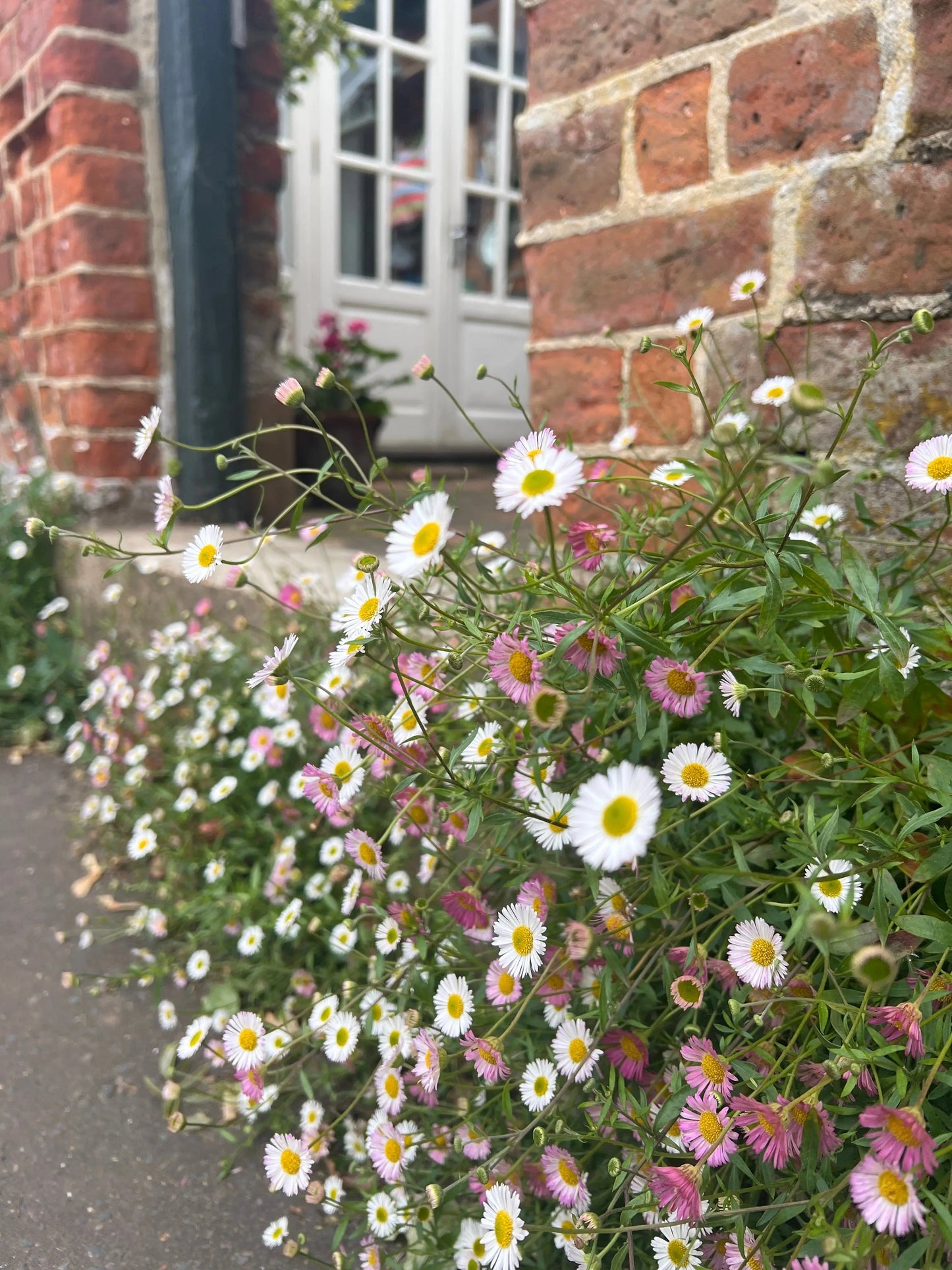 Erigeron karvinskianus Profusion