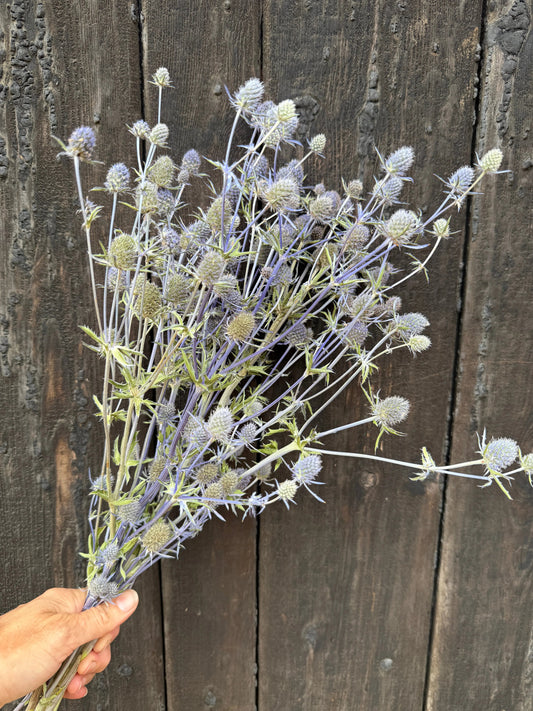 Erygnium (Sea Holly) Dried