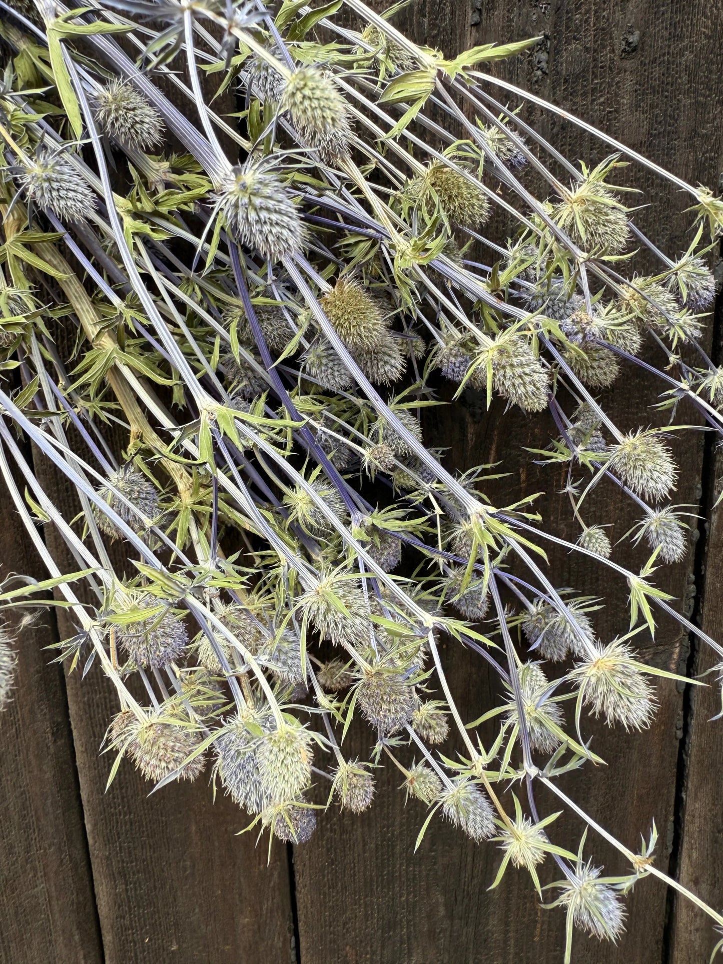 Erygnium (Sea Holly) Dried