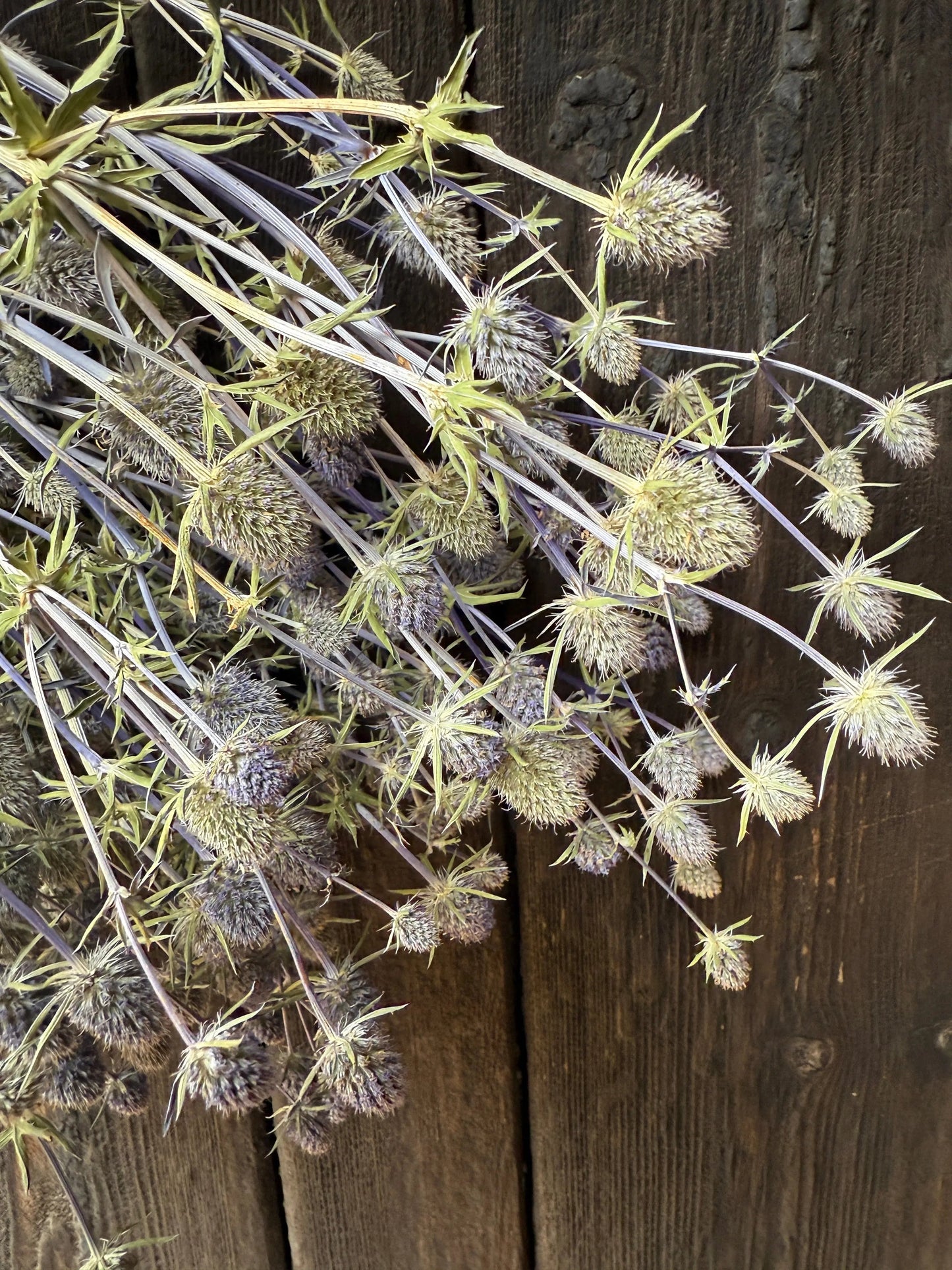 Erygnium (Sea Holly) Dried