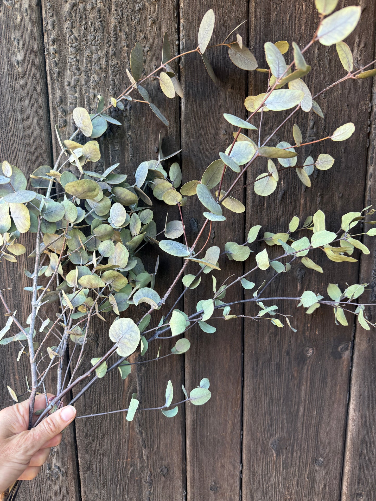Eucalyptus Dried