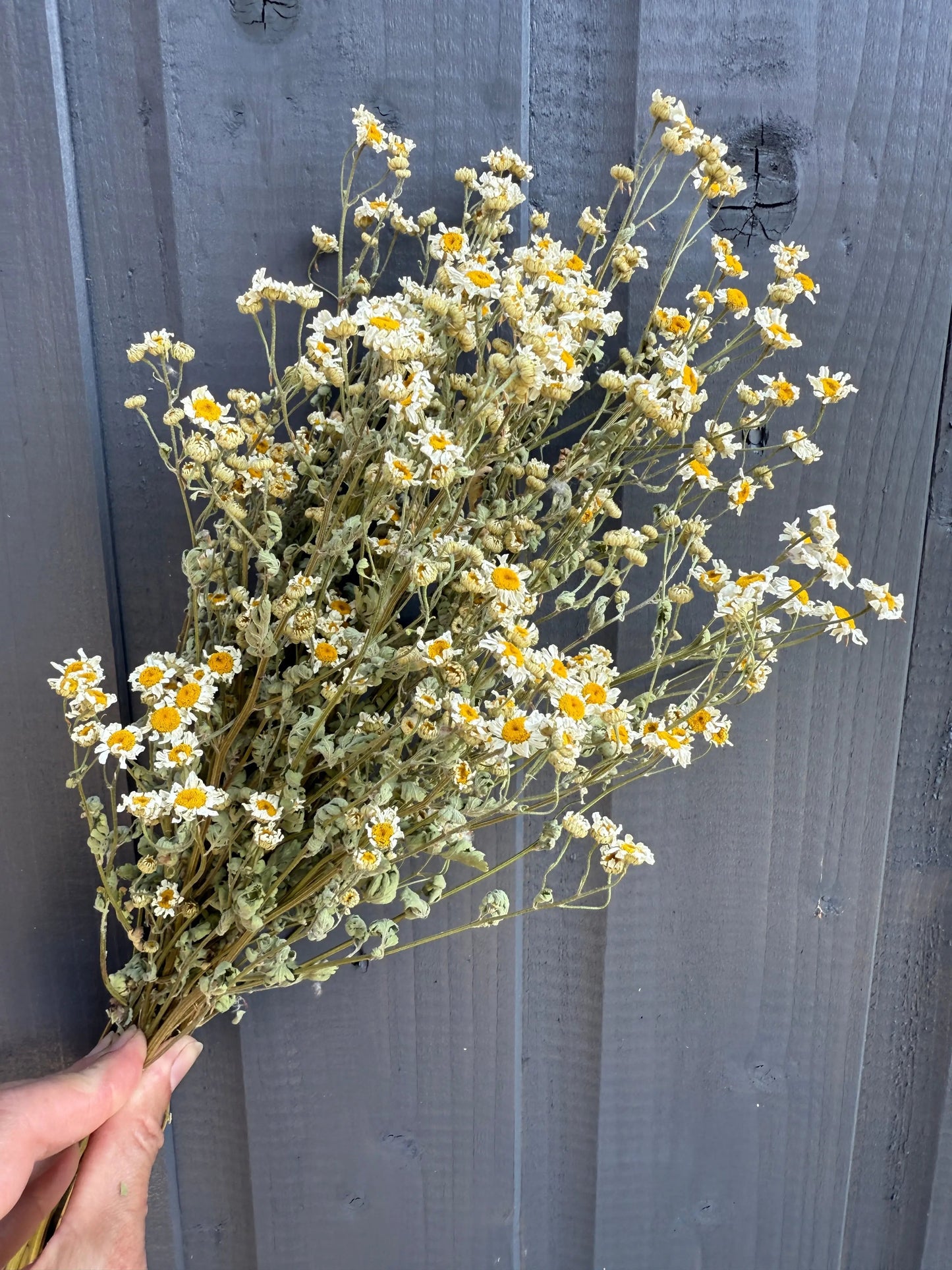 Feverfew Dried