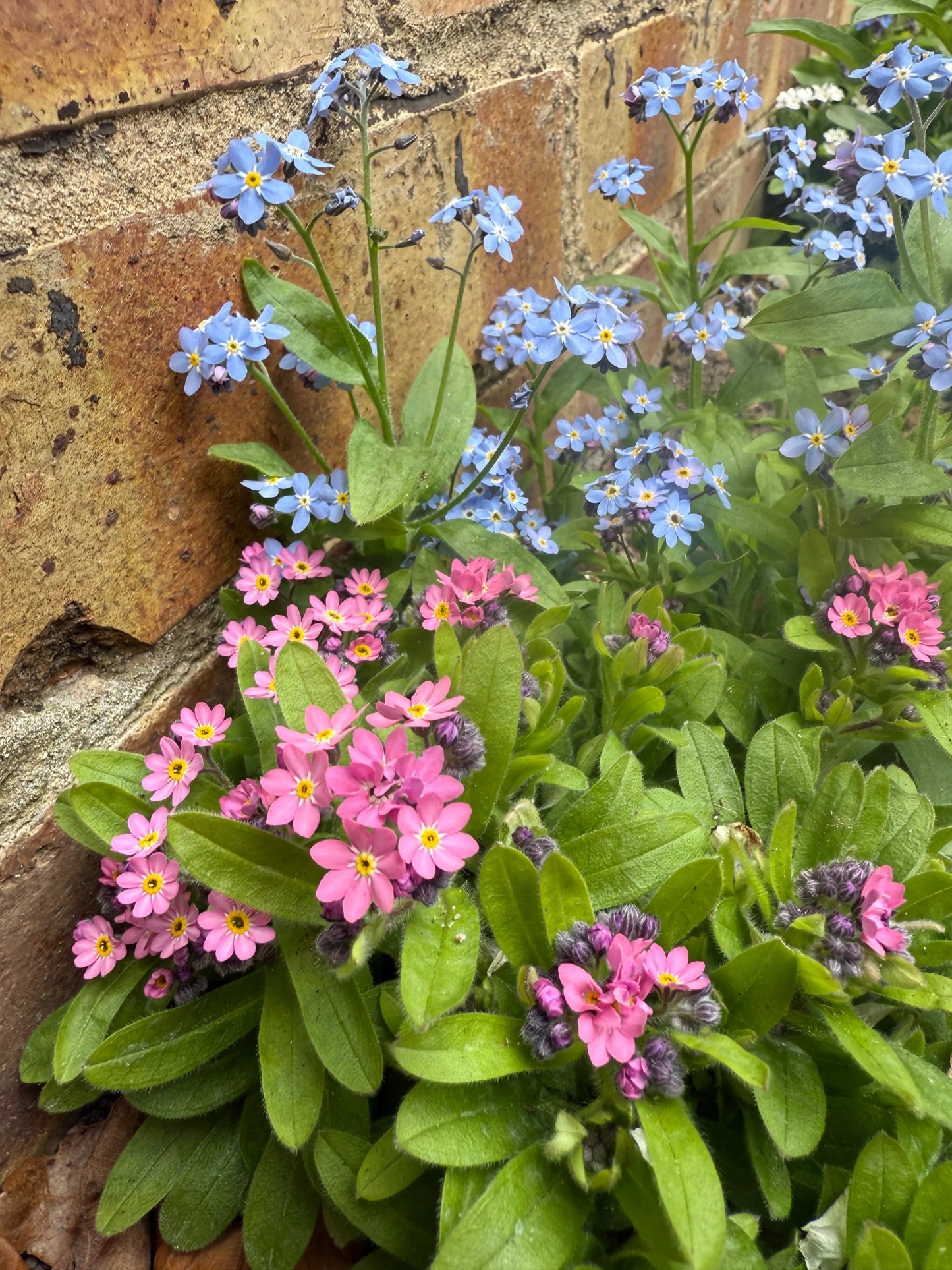 Forget-me-not Victoria Mixed