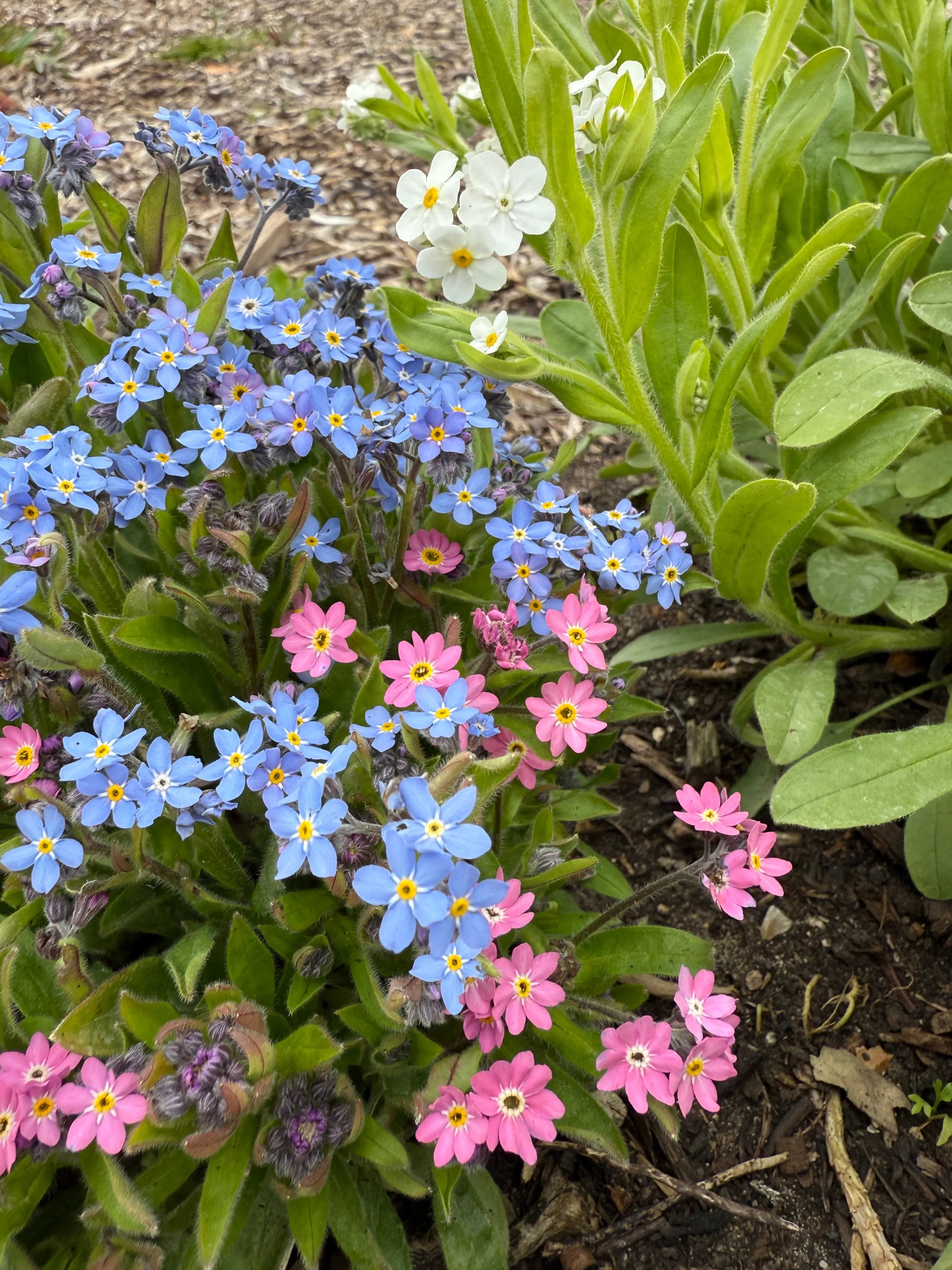 Forget-me-not Victoria Mixed – Sturmer Garden Centre