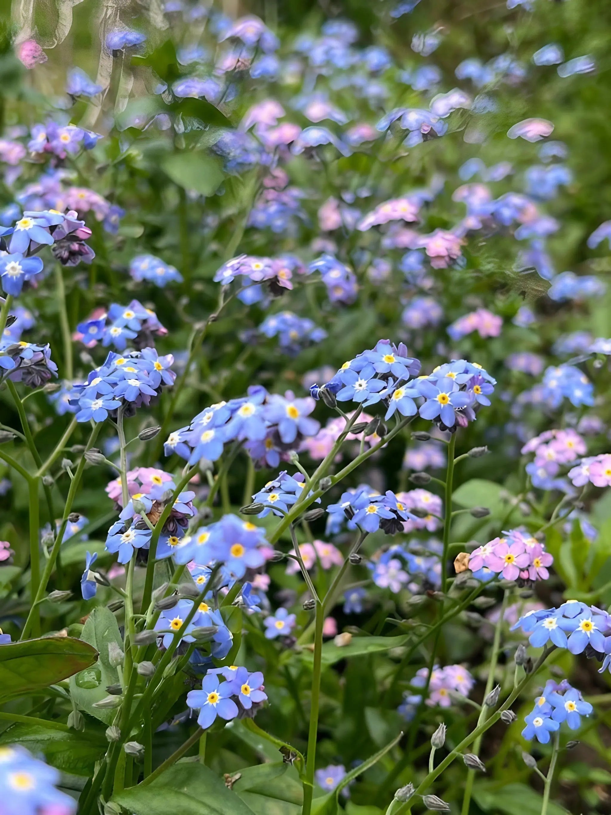 Forget-me-not Victoria Mixed – Sturmer Garden Centre