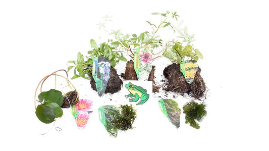 Lincolnshire Pond Plants Frog Pack - FFPL01