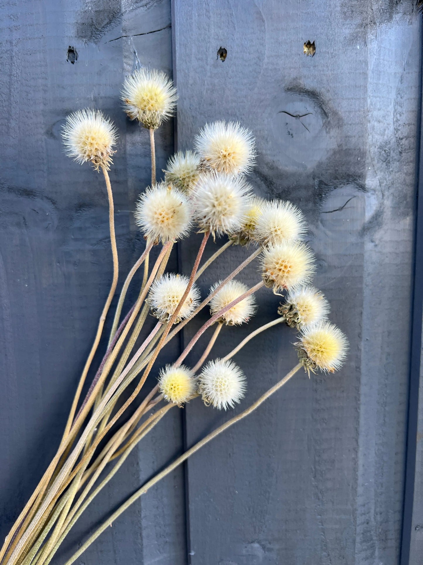 Gaillardia Seed Heads Dried